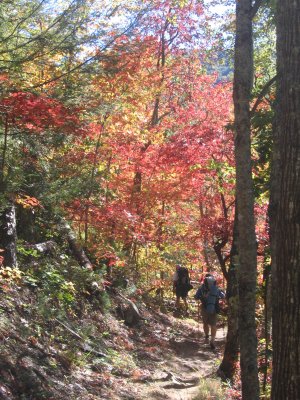 Trail foliage