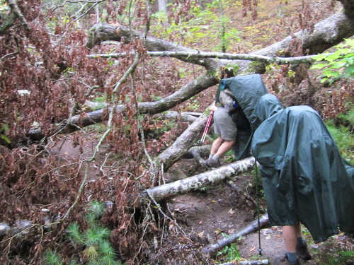 A tree obstructs the trail