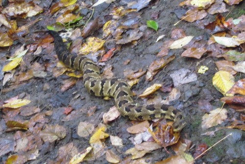 Rattlesnake