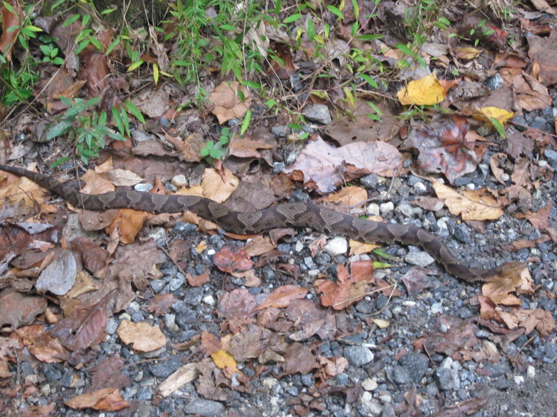 Copperhead snake in trail