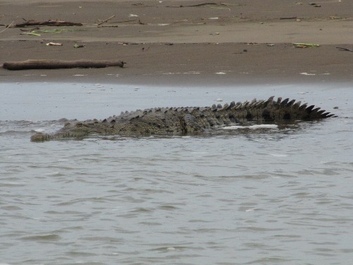 Crocodile in Tarcoles River