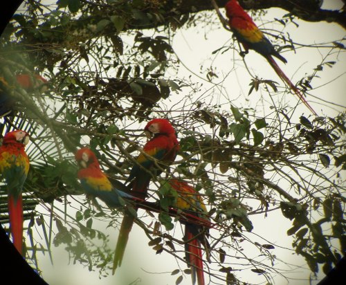 Scarlet Macaws in a tree at Carara National Park