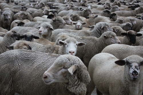 A sea of sheep on the road to Animas Forks