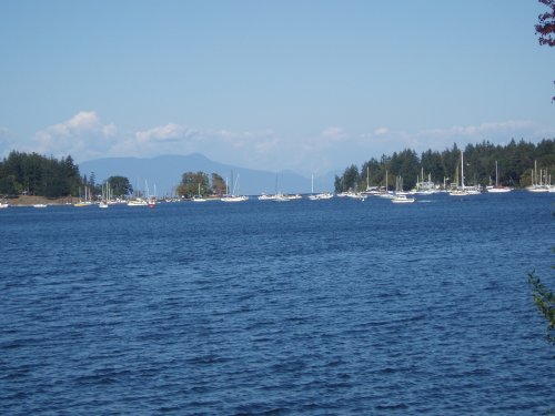 Sailboats in Nanaimo