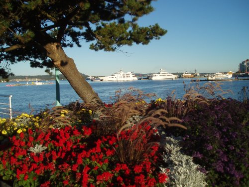 Yachts in Nanaimo