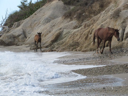 Wild horses on Playa Negra