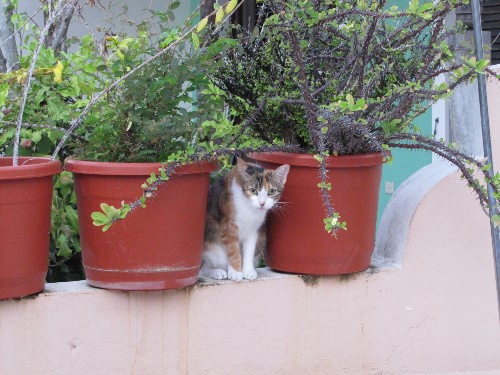 One of the many cats of Old San Juan