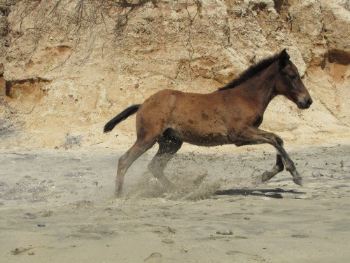 Foal playing on Playa Negra