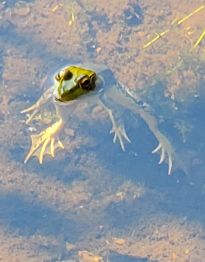 Frog, hanging around