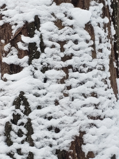 Snow patterns on tree bark